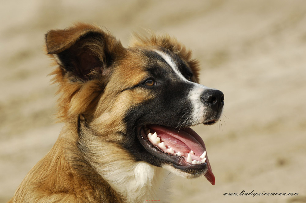 Hunde Portrait 12