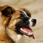 Hunde Portrait 12