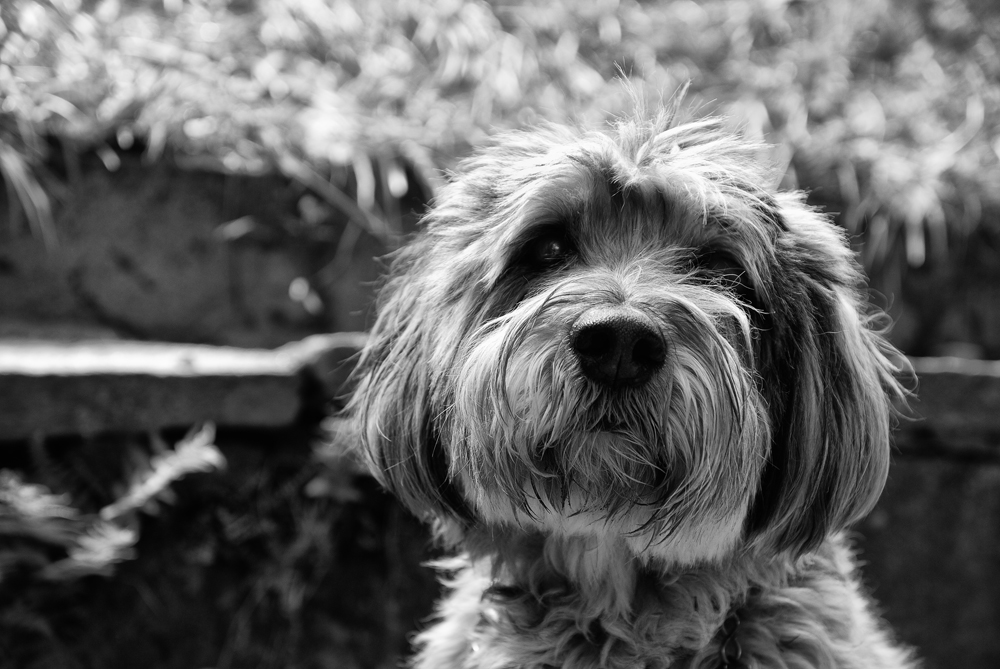 Hunde-Portrait