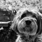 Hunde-Portrait