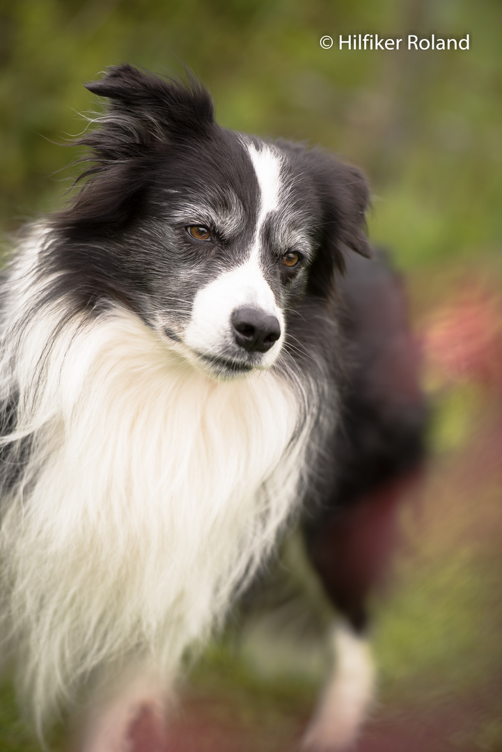 Hunde Portrait