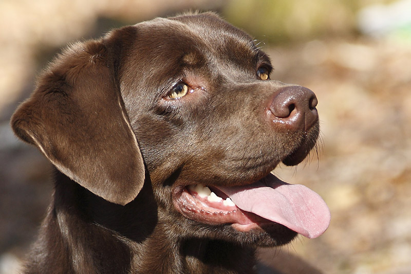 Hunde Portrait