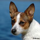 Hunde-Portrait