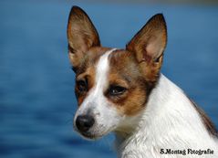 Hunde-Portrait