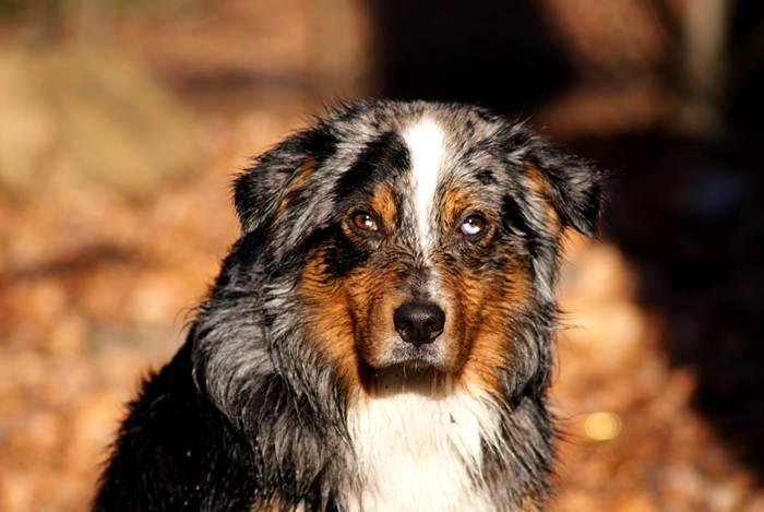 Hunde Portrait