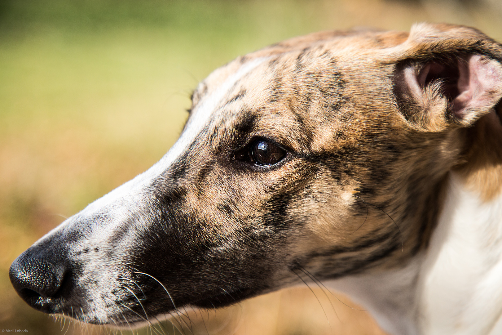 Hunde Portrait