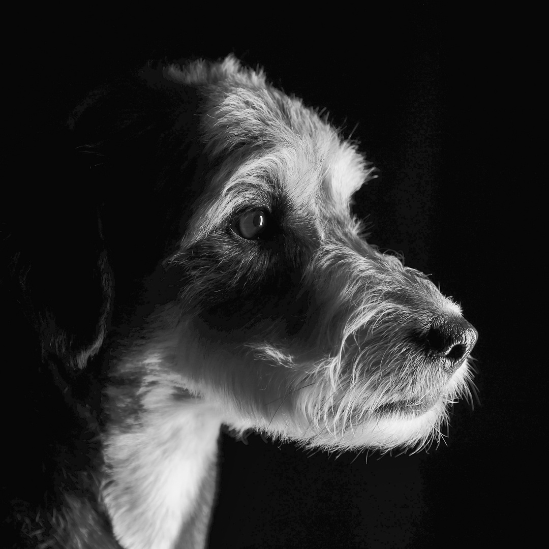 Hunde Portrait