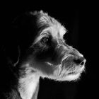 Hunde Portrait