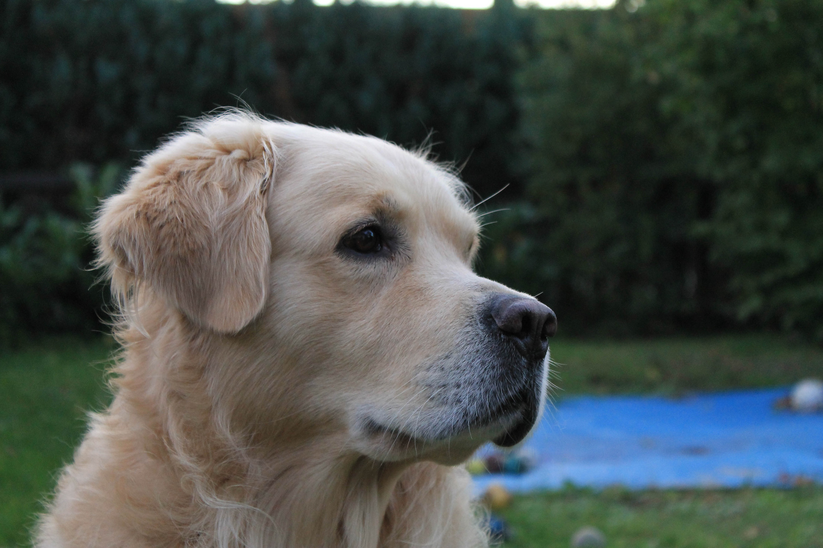 Hunde Portrait