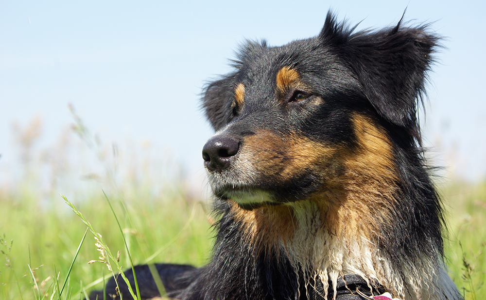 hunde portrait