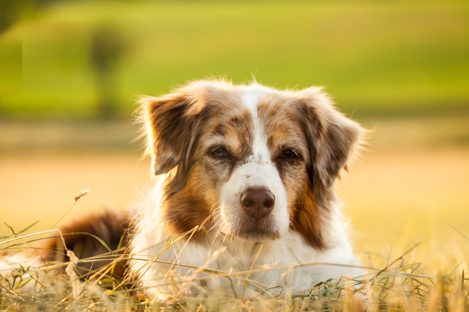 Hunde-Portrait in der Abendsonne