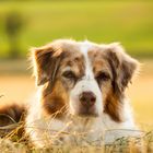 Hunde-Portrait in der Abendsonne