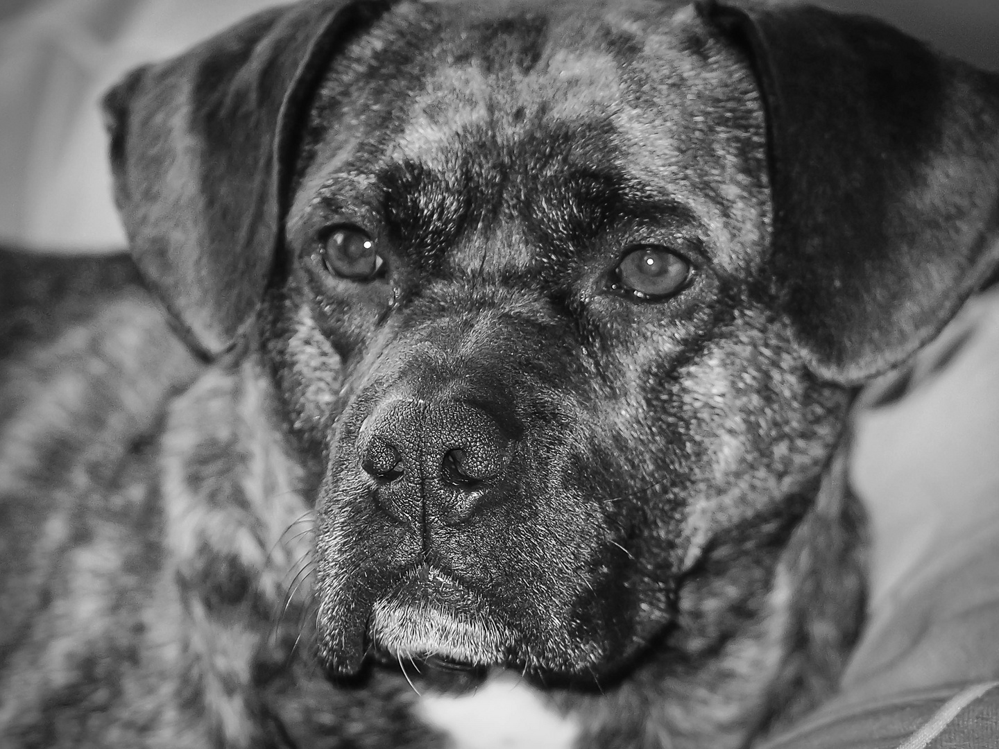 Hunde Portrait in Monochrom ;-)