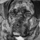 Hunde Portrait in Monochrom ;-)