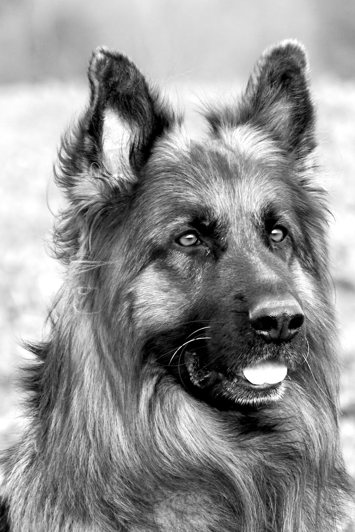 Hunde Portrait in Schwarzweiß 