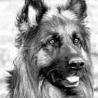 Hunde Portrait in Schwarzweiß 