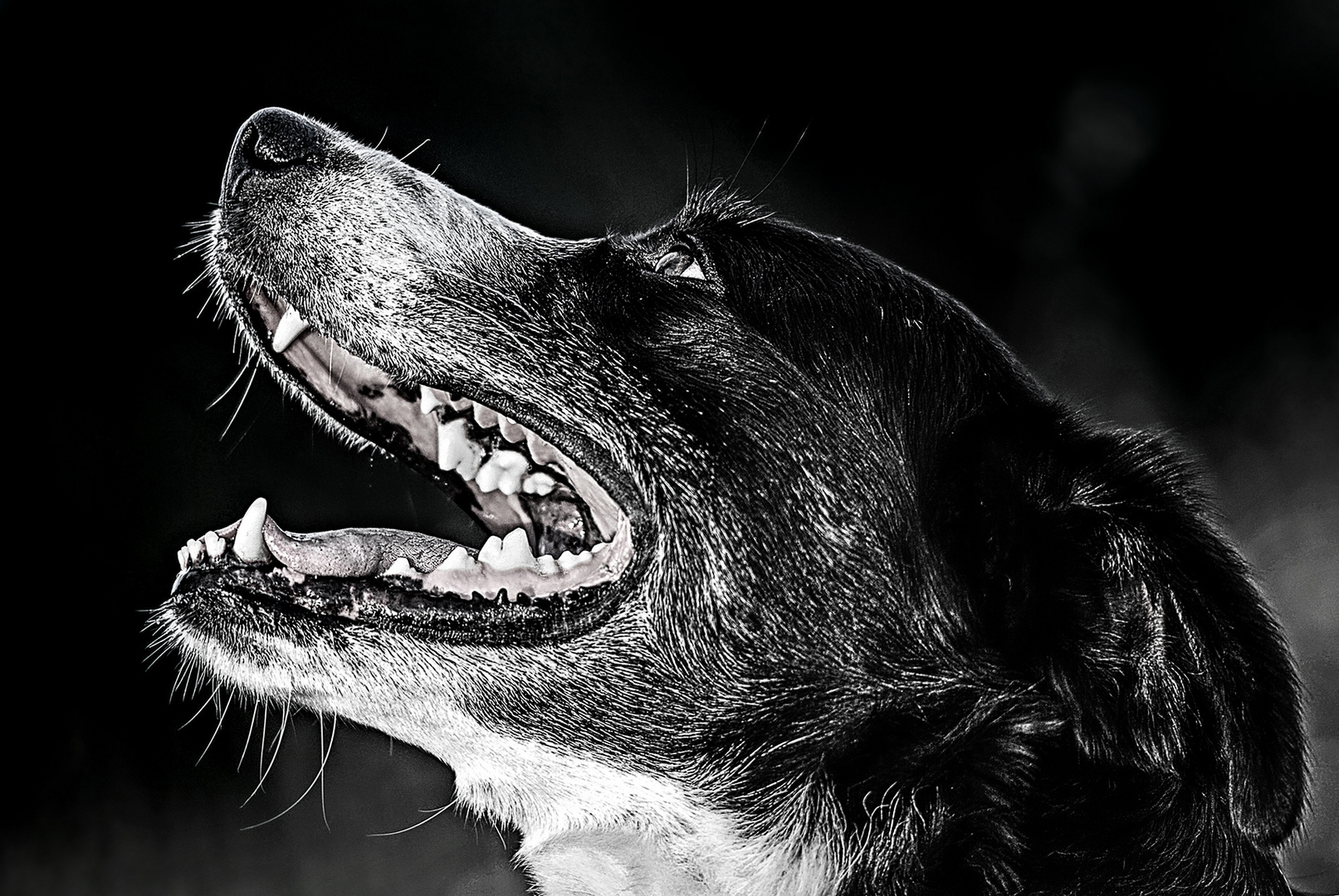 Hunde Portrait Schwarzweiss