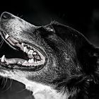 Hunde Portrait Schwarzweiss