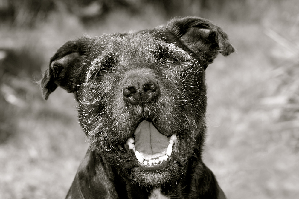 Hunde Portrait (sw)