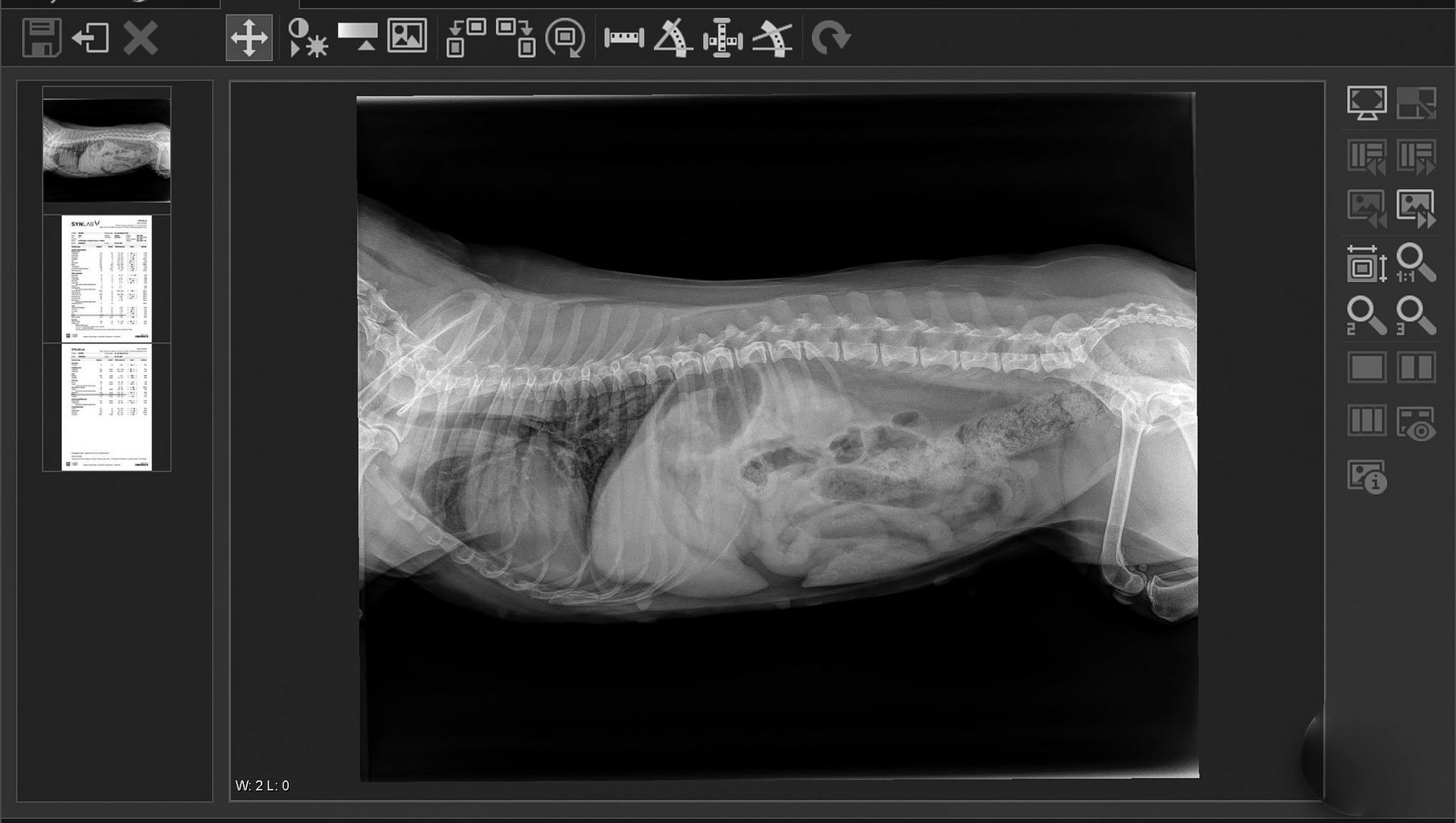 Hunde Radiographie