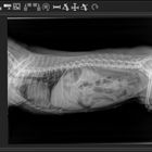 Hunde Radiographie