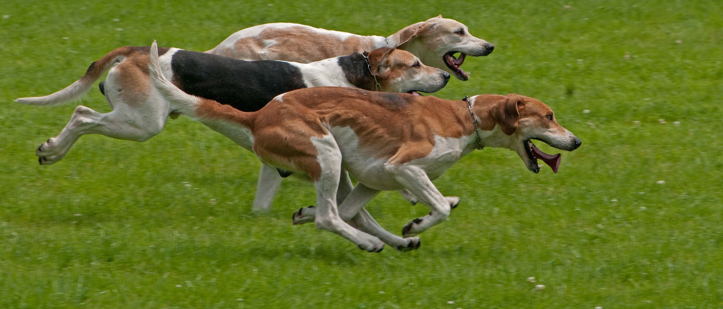 Hunde rennen wer schnappt den Fuchs?