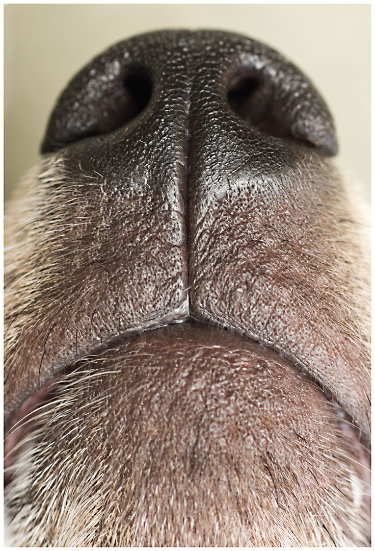 Hunde Schnauze Foto & Bild hunde, natur, schwarz Bilder auf