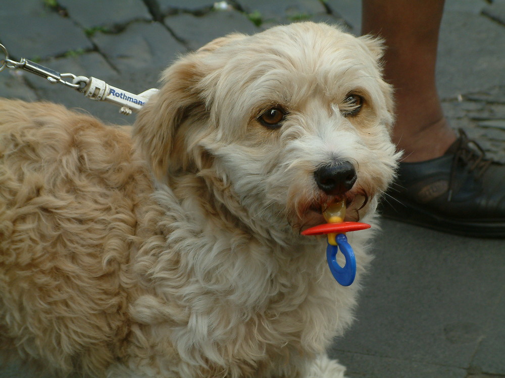 HundeSchnuller Foto &amp; Bild tiere, haustiere, hunde Bilder auf