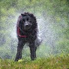 Hunde schütteln sich nach dem Baden