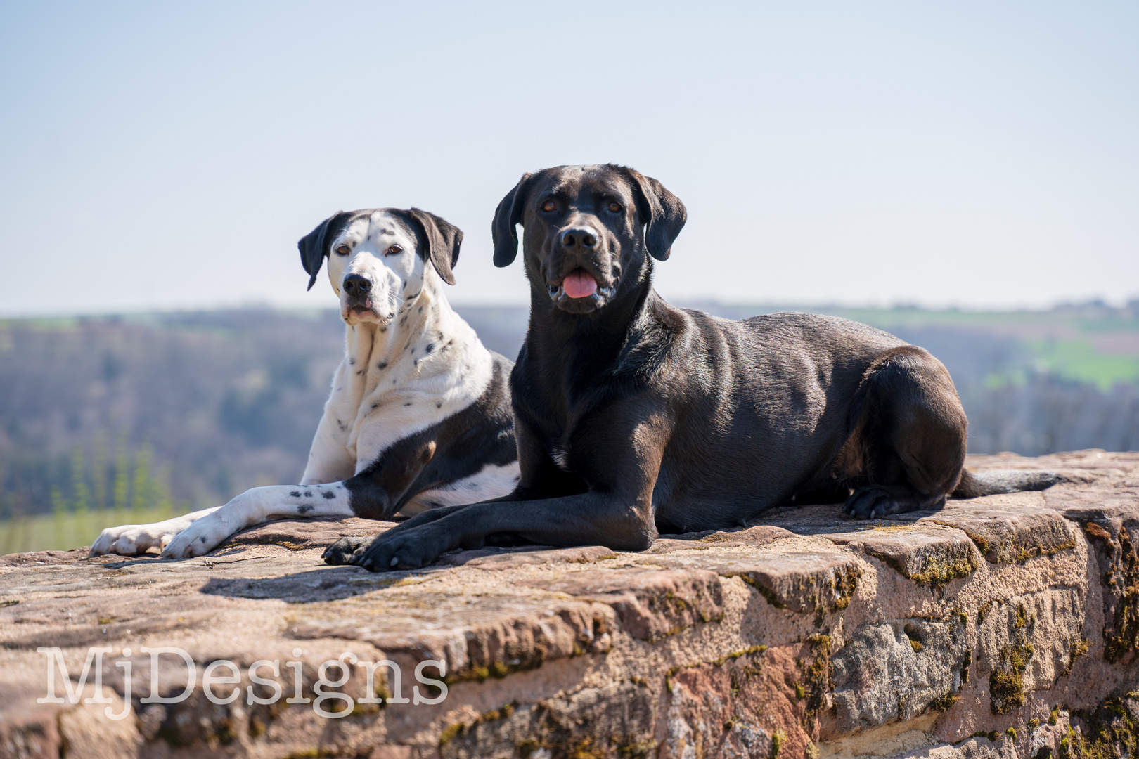 Hunde Shooting