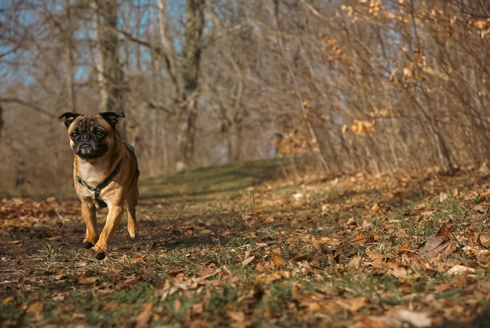 Hunde Shooting 