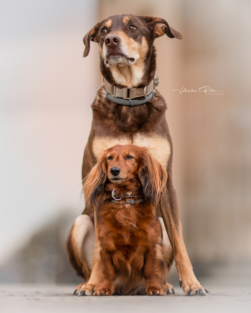 Hunde Shooting