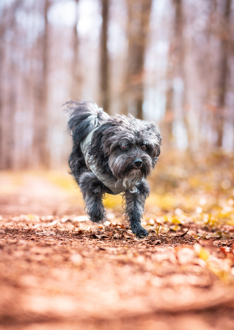 Hunde Shooting im Wald bei den ersten Sonnenstrahl