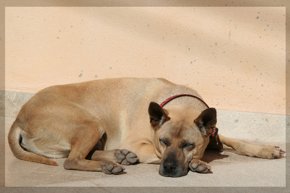 Hunde-Siesta in Valldemossa