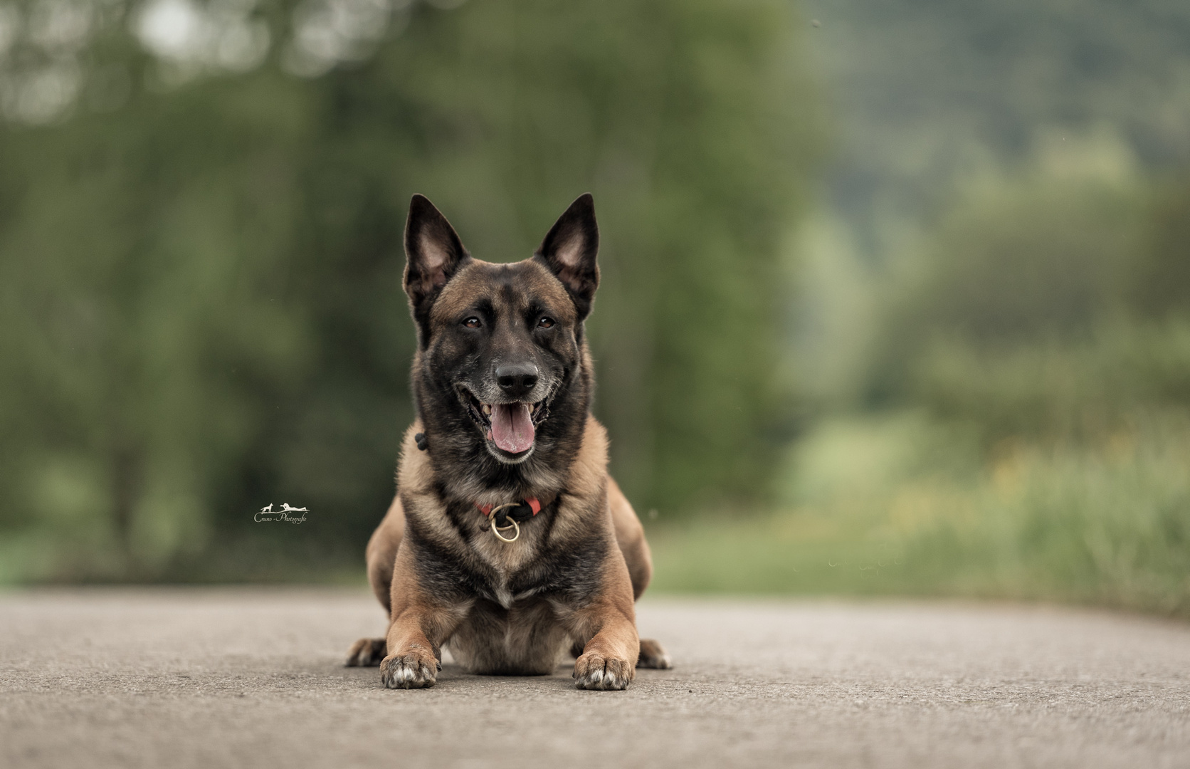 Hunde sind wie Medizin in einer Welt in der vieles krank macht. Eric meine Medizin 