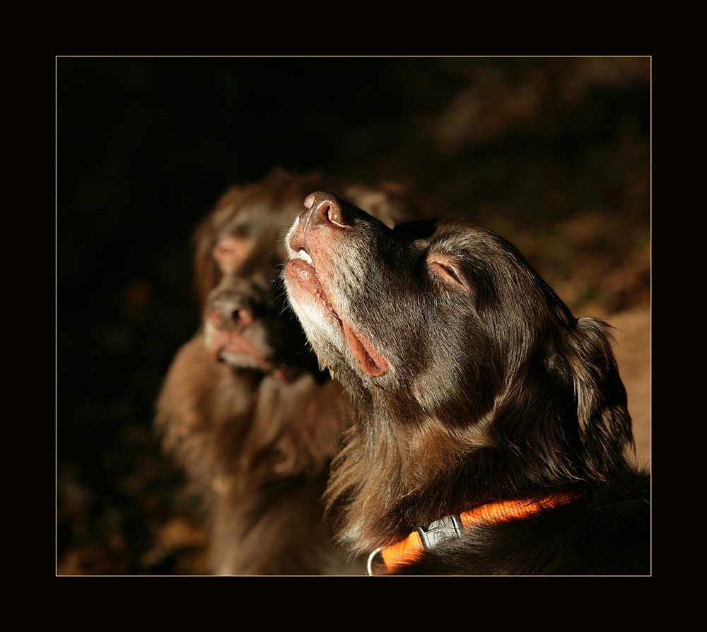 Hunde-Sonnenbad