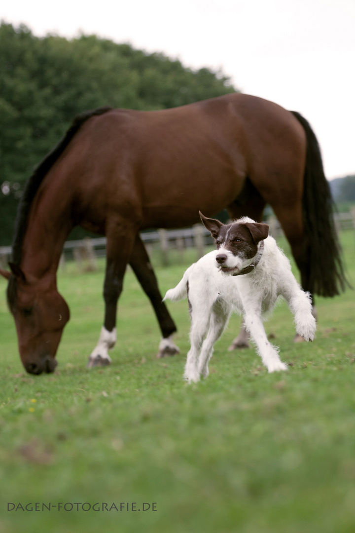 Hunde Spaß