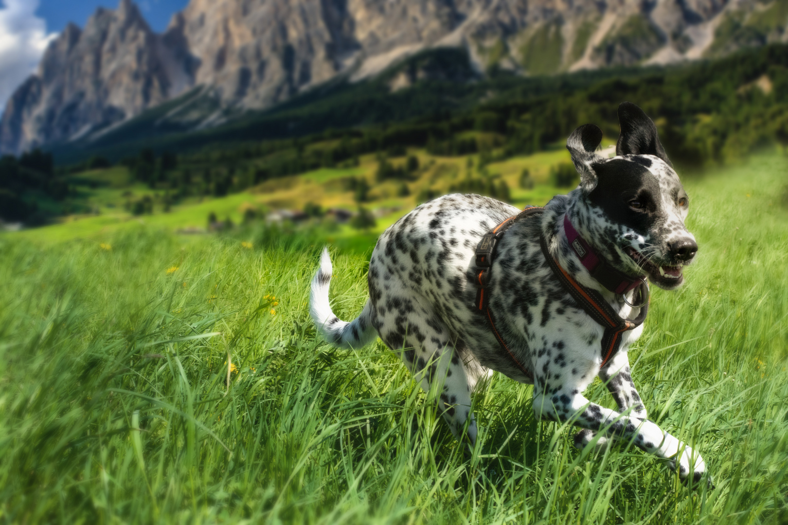 Hunde Spaß 