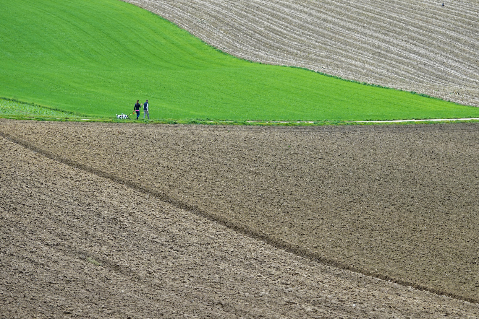 Hunde- Spaziergang