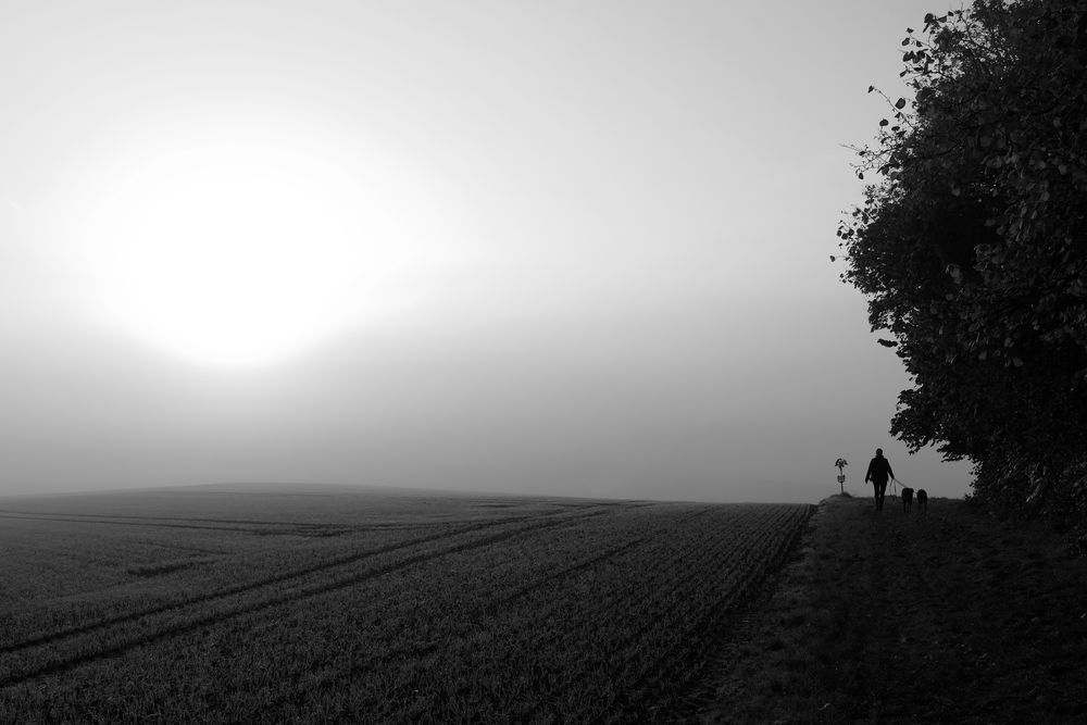 Hunde-Spaziergang