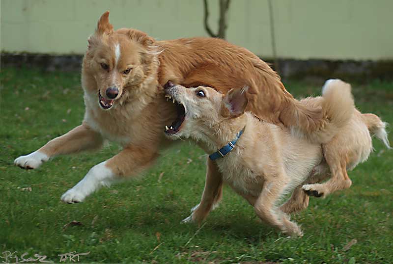 Hunde-Spiel