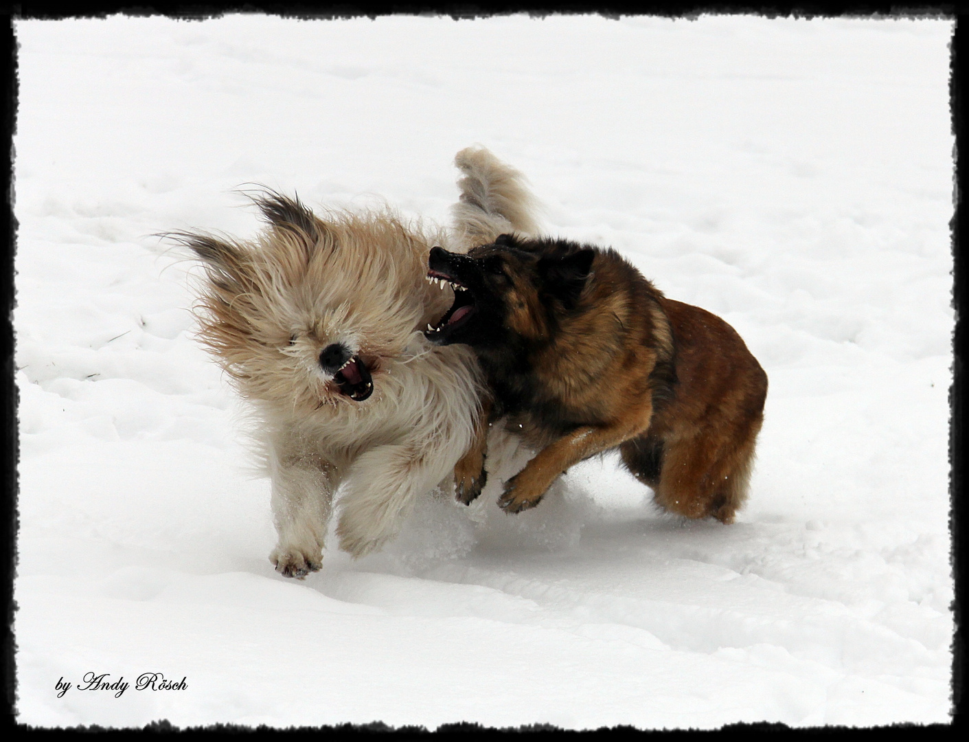 Hunde spielen