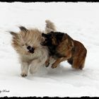 Hunde spielen