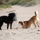 Hunde spielen am Strand