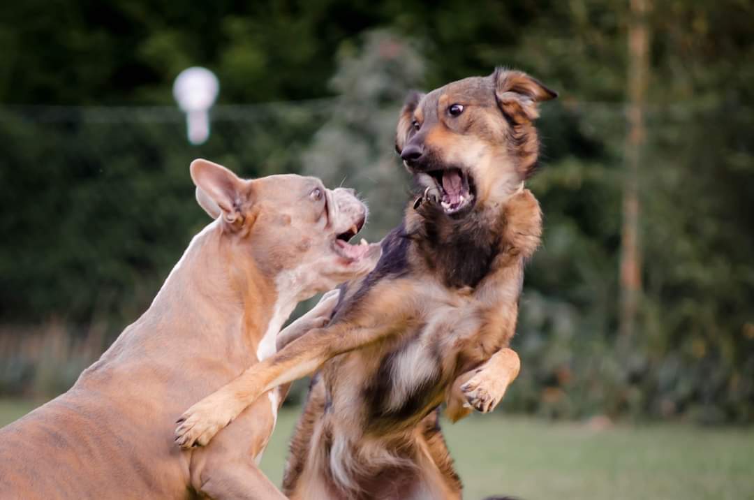 Hunde spielen