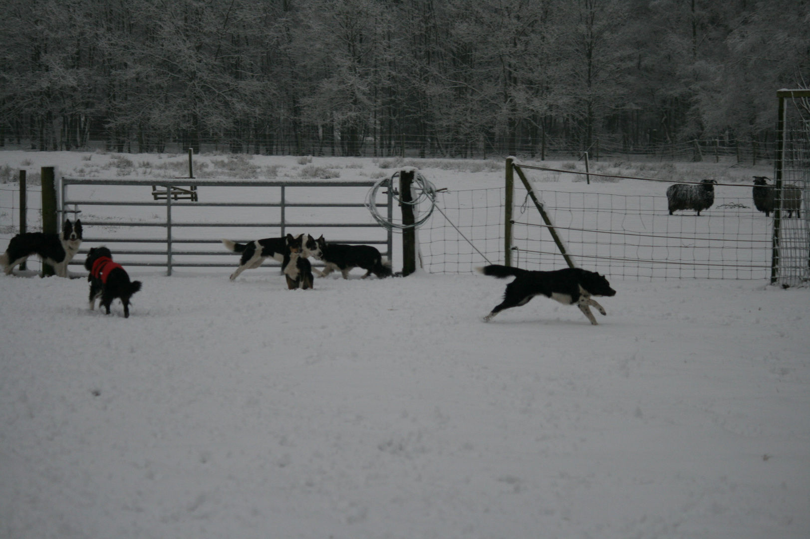 Hunde spielen im Schnee 2