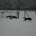 Hunde spielen im Schnee 2