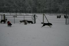 Hunde spielen im Schnee 2