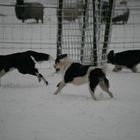 Hunde spielen im Schnee