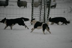 Hunde spielen im Schnee